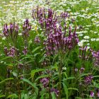 Verbena Hastata 'Pink spires' -  Dúsvirágú Verbéna