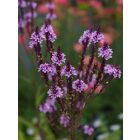 Verbena Hastata 'Pink spires' -  Dúsvirágú Verbéna