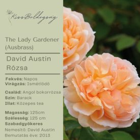 The Lady Gardener (Ausbrass)- Angol bokor rózsa