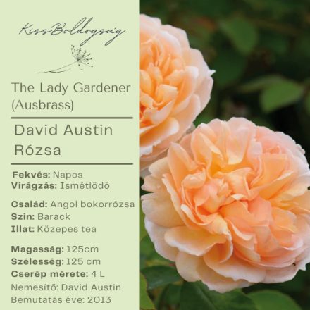 The Lady Gardener (Ausbrass)- Angol bokor rózsa