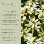Coreopsis verticillata ‘Moonbeam’- Keskenylevelű Menyecskeszem