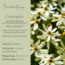   Coreopsis verticillata ‘Moonbeam’- Keskenylevelű Menyecskeszem