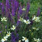 Coreopsis verticillata ‘Moonbeam’- Keskenylevelű Menyecskeszem