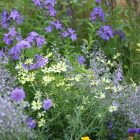 Coreopsis verticillata ‘Moonbeam’- Keskenylevelű Menyecskeszem