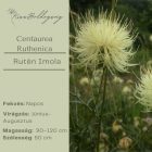 Centaurea Ruthenica - Rutén Imola