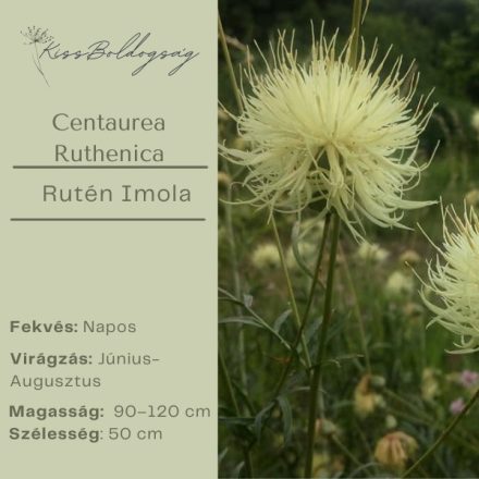 Centaurea Ruthenica - Rutén Imola