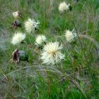 Centaurea Ruthenica - Rutén Imola