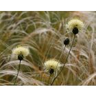Centaurea Ruthenica - Rutén Imola