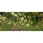 Centaurea Ruthenica - Rutén Imola