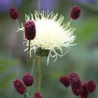 Centaurea Ruthenica - Rutén Imola