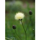Centaurea Ruthenica - Rutén Imola