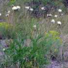 Centaurea Ruthenica - Rutén Imola