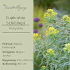 Euphorbia schillingii -  Kutyatej Schillingii