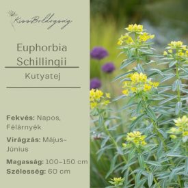 Euphorbia schillingii -  Kutyatej Schillingii