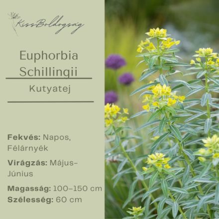 Euphorbia schillingii -  Kutyatej Schillingii
