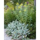 Euphorbia schillingii -  Kutyatej Schillingii