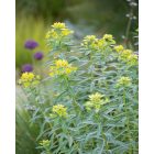 Euphorbia schillingii -  Kutyatej Schillingii