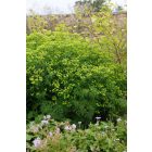 Euphorbia schillingii -  Kutyatej Schillingii