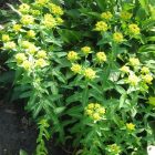Euphorbia schillingii -  Kutyatej Schillingii