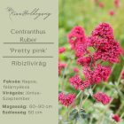Centranthus ruber 'Pretty pink'- Ribizlivirág 