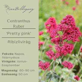 Centranthus ruber 'Pretty pink'- Ribizlivirág 