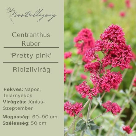 Centranthus ruber 'Pretty pink'- Ribizlivirág 