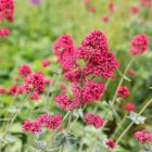 Centranthus ruber 'Pretty pink'- Ribizlivirág 