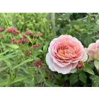 Centranthus ruber 'Pretty pink'- Ribizlivirág 