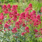 Centranthus ruber 'Pretty pink'- Ribizlivirág 