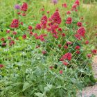 Centranthus ruber 'Pretty pink'- Ribizlivirág 