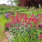 Centranthus ruber 'Pretty pink'- Ribizlivirág 