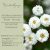 Achillea ptarmica 'Pearl- Group' - Kenyérbél Cickafark 'Pearl- Group'