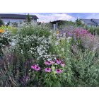 Achillea ptarmica 'Pearl- Group' - Kenyérbél Cickafark 'Pearl- Group'