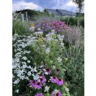 Achillea ptarmica 'Pearl- Group' - Kenyérbél Cickafark 'Pearl- Group'
