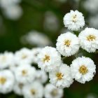 Achillea ptarmica 'Pearl- Group' - Kenyérbél Cickafark 'Pearl- Group'