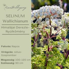 Selinum wallichianum - Himalájai derezle 