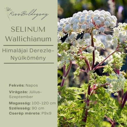 Selinum wallichianum - Himalájai derezle 