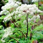 Selinum wallichianum - Himalájai derezle 