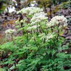 Selinum wallichianum - Himalájai derezle 