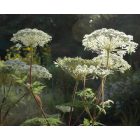 Selinum wallichianum - Himalájai derezle 