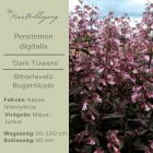 Penstemon digitalis ‘Dark Towers’ - Bordó levelű Bugatölcsér