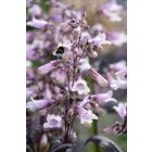Penstemon digitalis ‘Dark Towers’ - Bordó levelű Bugatölcsér