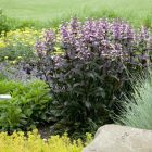 Penstemon digitalis ‘Dark Towers’ - Bordó levelű Bugatölcsér
