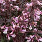 Penstemon digitalis ‘Dark Towers’ - Bordó levelű Bugatölcsér