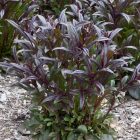 Penstemon digitalis ‘Dark Towers’ - Bordó levelű Bugatölcsér