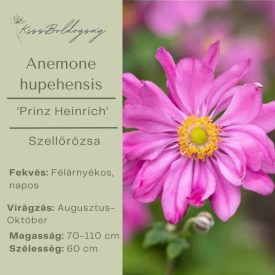 Anemone hupehensis ‘Prinz Heinrich’- Szellőrózsa