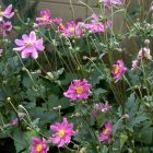 Anemone hupehensis ‘Prinz Heinrich’- Szellőrózsa