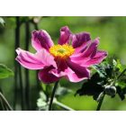 Anemone hupehensis ‘Prinz Heinrich’- Szellőrózsa