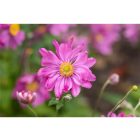 Anemone hupehensis ‘Prinz Heinrich’- Szellőrózsa