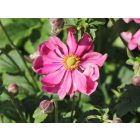 Anemone hupehensis ‘Prinz Heinrich’- Szellőrózsa